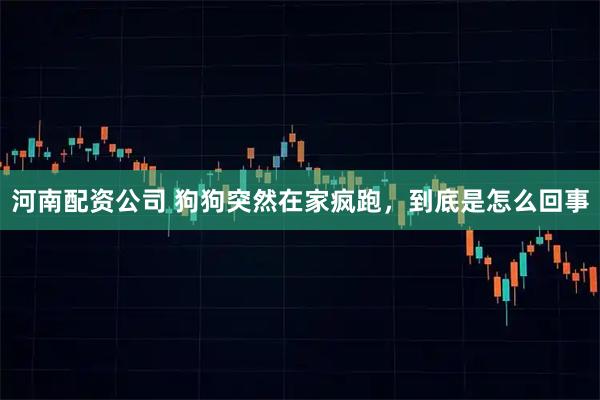 河南配资公司 狗狗突然在家疯跑，到底是怎么回事